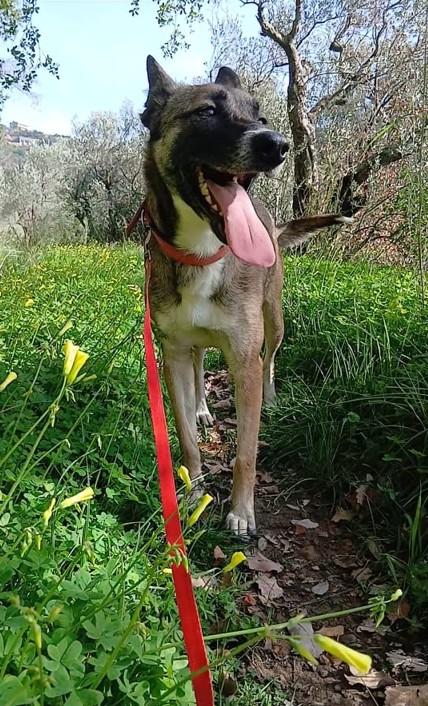 Kira, un'energica e dolcissima simil Malinois Foto 5
